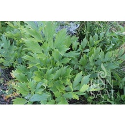 ReinSaat Liebstock - 1 Pkg