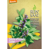 ReinSaat Salbei