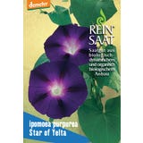ReinSaat Prachtwinde "Star of Yelta"