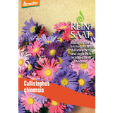 ReinSaat Sommeraster
