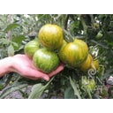 ReinSaat Tomate 