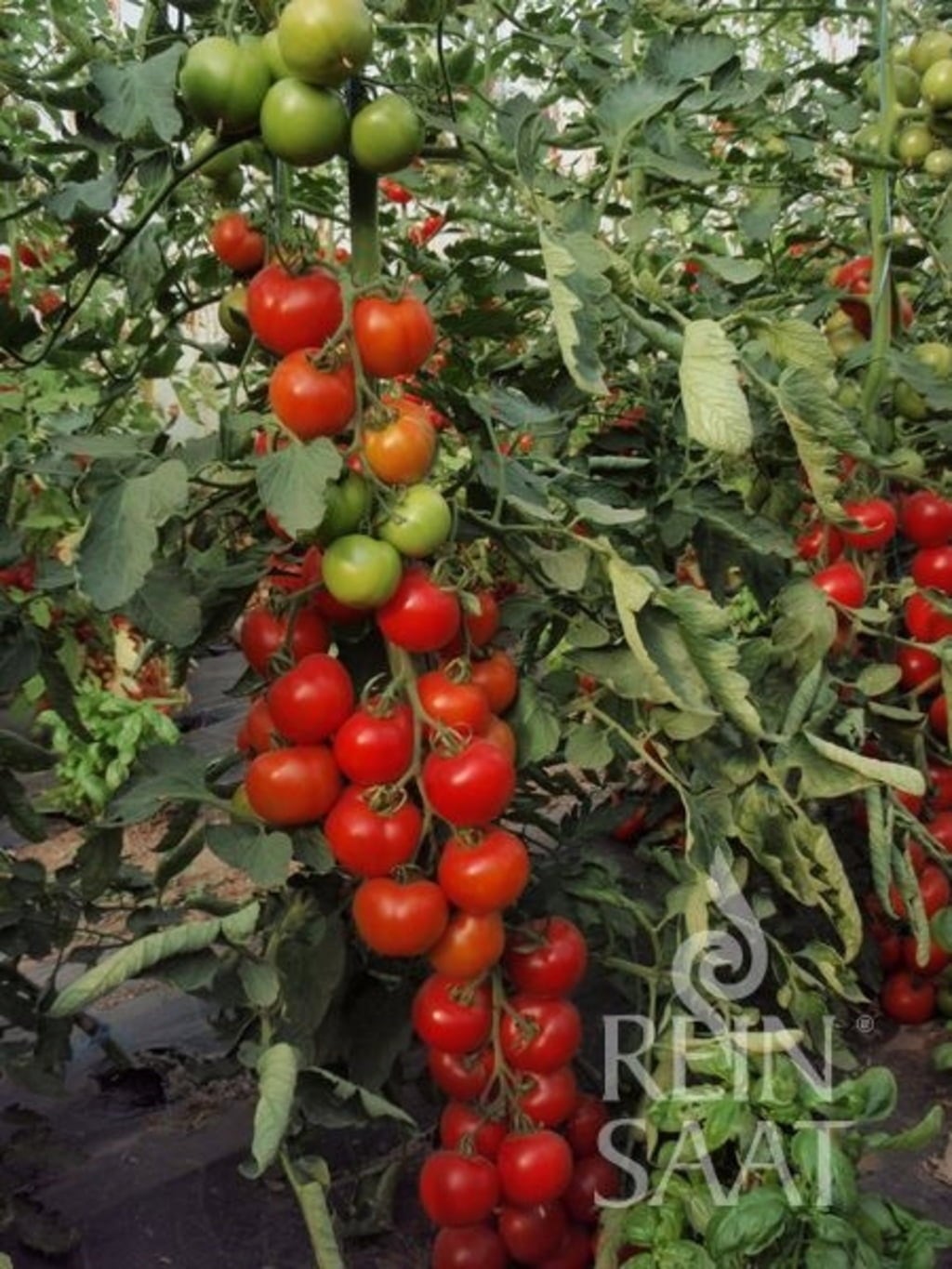 ReinSaat Tomate 