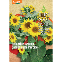 ReinSaat Sonnenblume "Paccino"