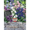 Glockenblume 