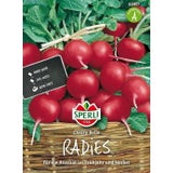 Sperli Radies "Cherry Belle"