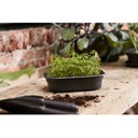 elho green basics Anzuchtschale M